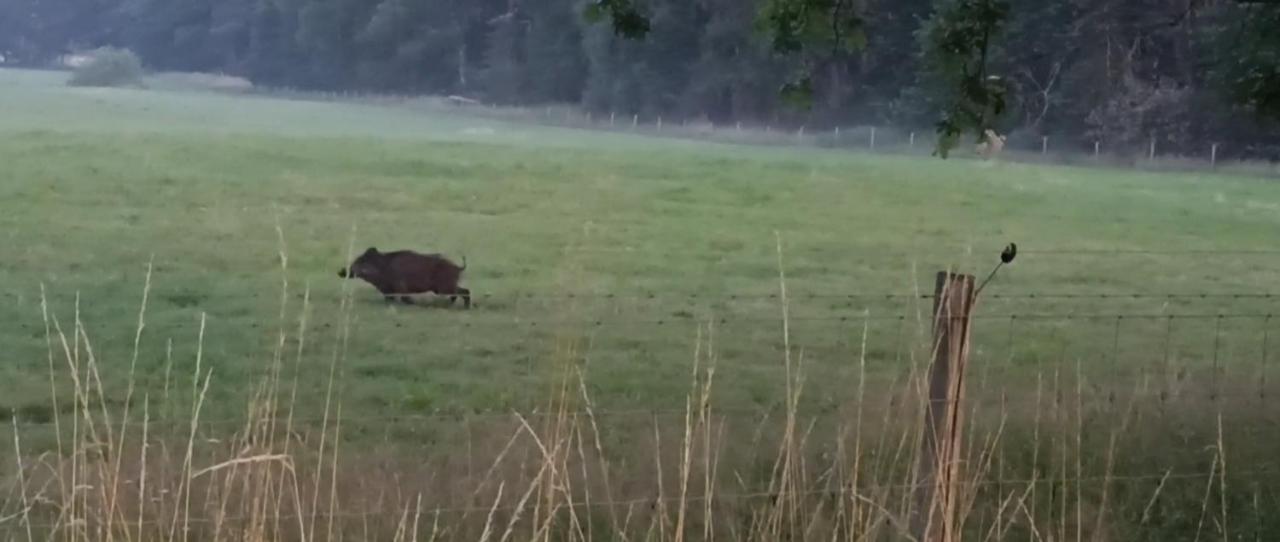 Natuur-Like Glamping In Bosland NeerNeerpelt Eksteriør billede
